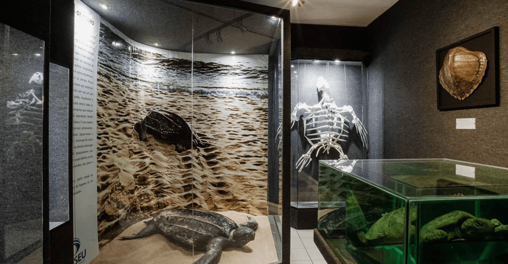 ala cinza museu univali