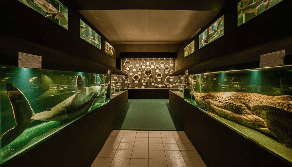 ala verde museu univali