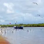 Imagem da praia Barra do Saí, onde há muitas aves, um barco e natureza.